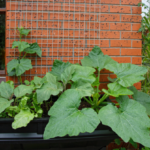 How Much Difference Does Wall Thermal Mass Make for Plants and Trees in Winter?