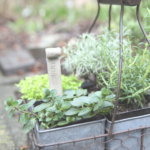 Growing Herbs From Seed: A Beginner’s Guide to Starting an Herb Garden at Home