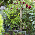 Healing Through Grief: Finding Peace in Gardening