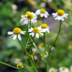 The Best Natural Sleep Aid: How to Use Herbs for Sleep