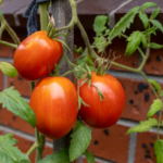 How To Save Tomato Seeds For Planting Next Year