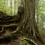 20 Reasons Why Forests Are Important for People and the Planet